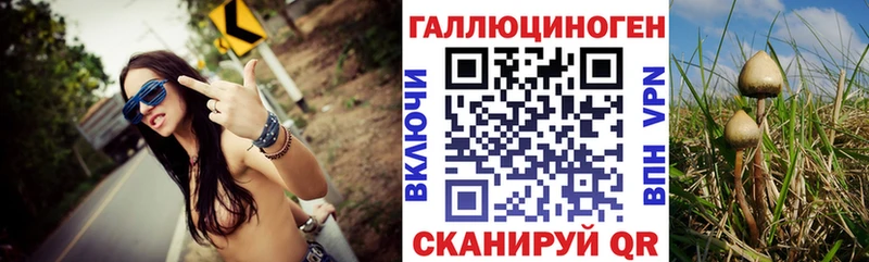 закладки  Тамбов  Псилоцибиновые грибы GOLDEN TEACHER 